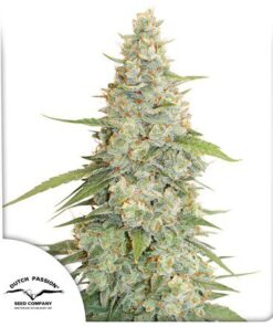 Meringue Fem — Dutch Passion