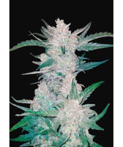 Mexican Airlines Auto — FastBuds Seeds