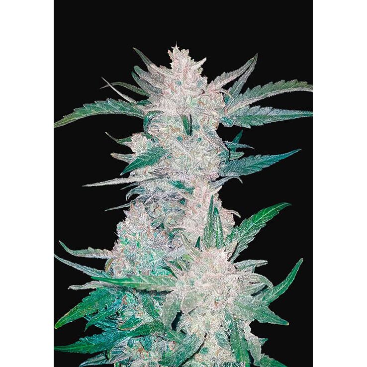 Mexican Airlines Auto — FastBuds Seeds