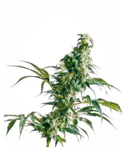 Mexican Sativa 10Und Reg. — Sensi Seeds