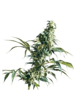Mexican Sativa Fem — Sensi Seeds
