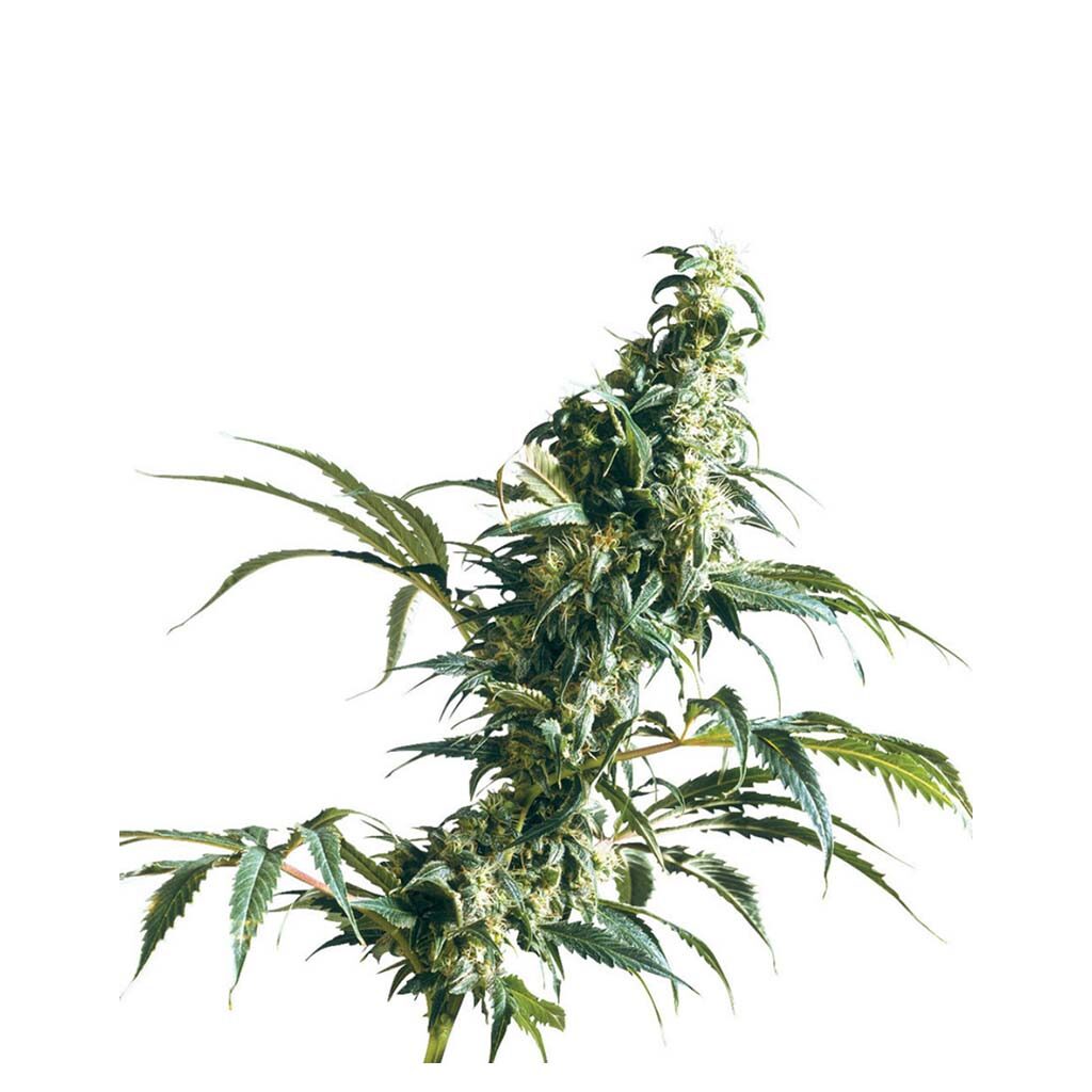 Mexican Sativa Fem — Sensi Seeds