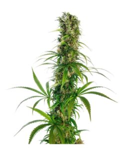 Michka Fem. — Sensi Seeds