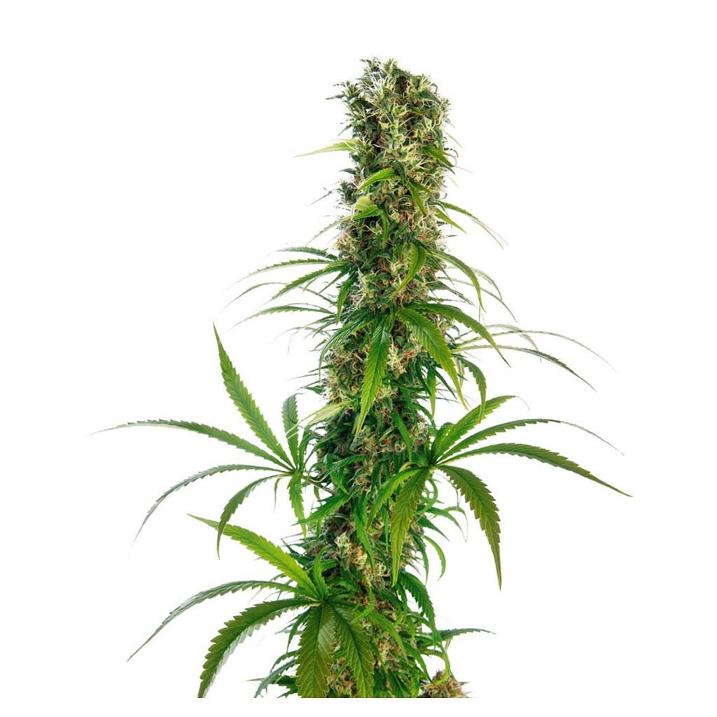 Michka Fem. — Sensi Seeds