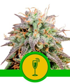 Mimosa Auto USA Premium — Royal Queen
