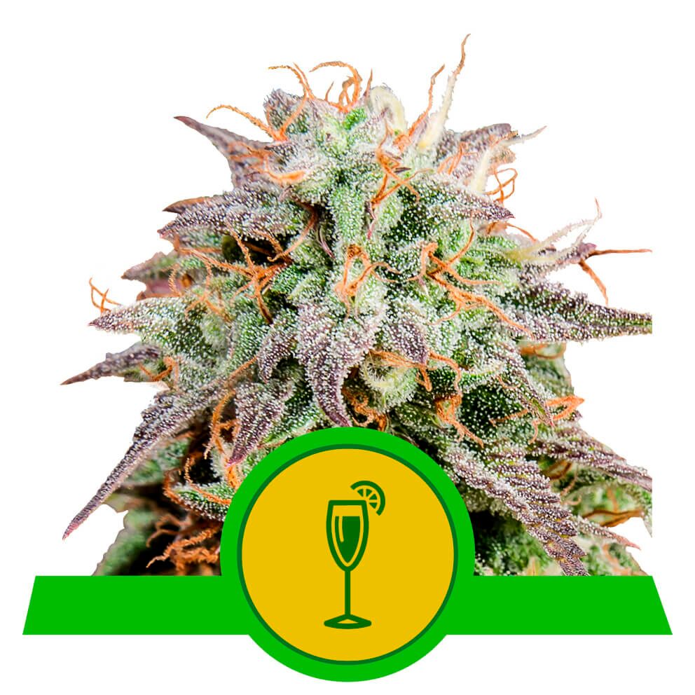 Mimosa Auto USA Premium — Royal Queen