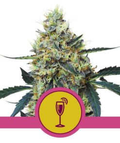 Mimosa USA Premium Fem — Royal Queen