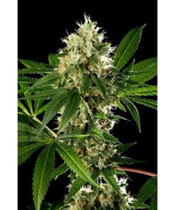 Mimosa x Larry OG Fem — Tramuntana Seeds