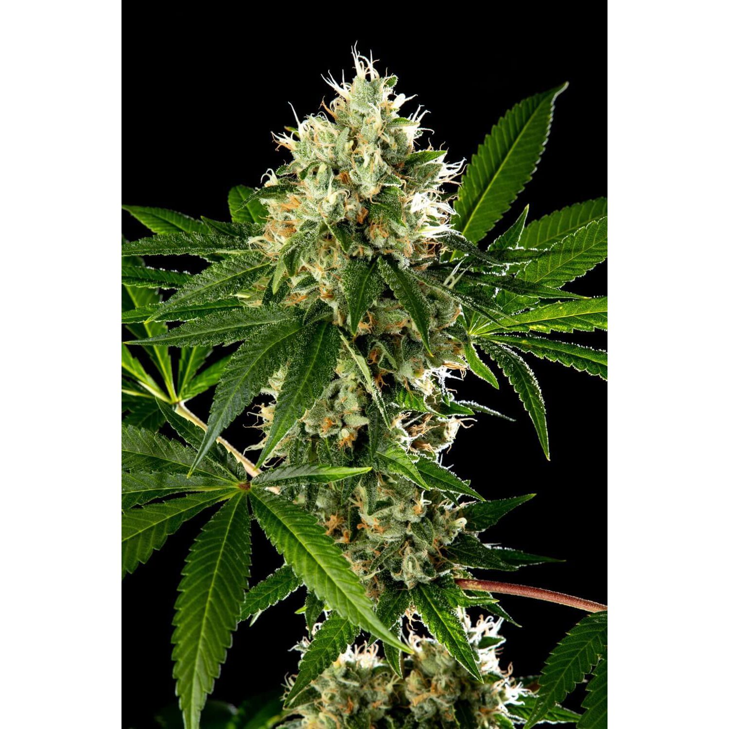 Mimosa x Larry OG Fem — Tramuntana Seeds