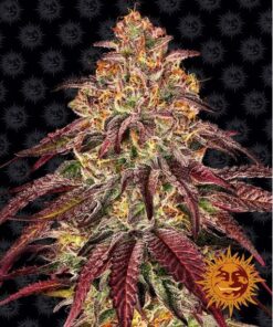 Mimosa x Orange Punch Auto — Barney's Farm