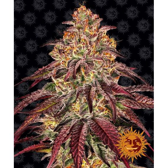 Mimosa x Orange Punch Auto — Barney's Farm