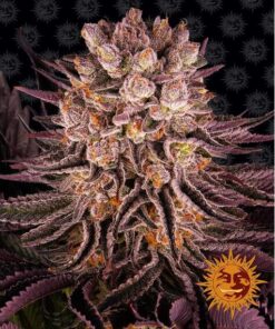 Mimosa x Orange Punch — Barney's Farm