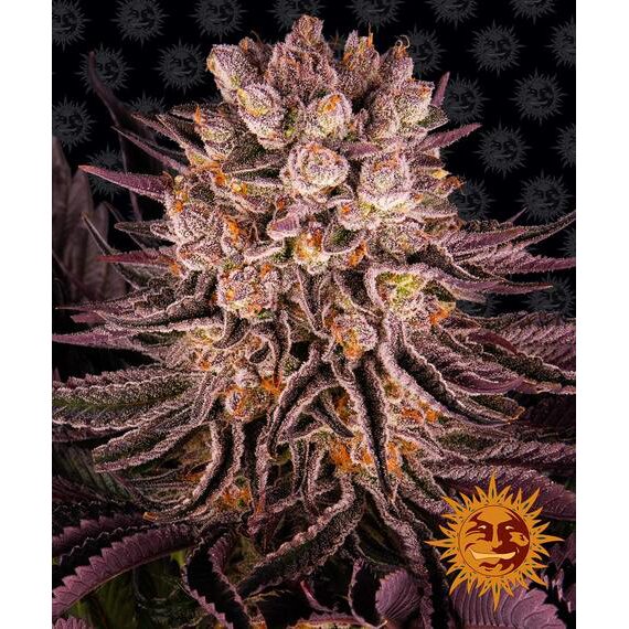 Mimosa x Orange Punch — Barney's Farm Mimosa x Orange Punch — Barney's Farm