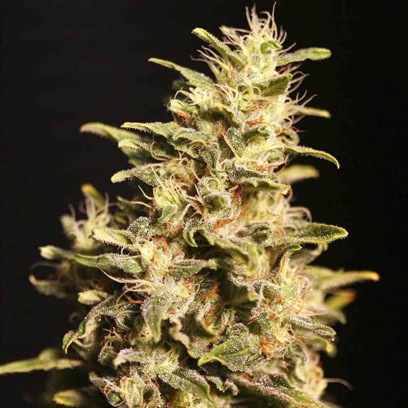 Missing in BCN Fem — Eva Seeds