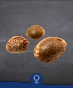 Mix Fem — La Semilla Automática