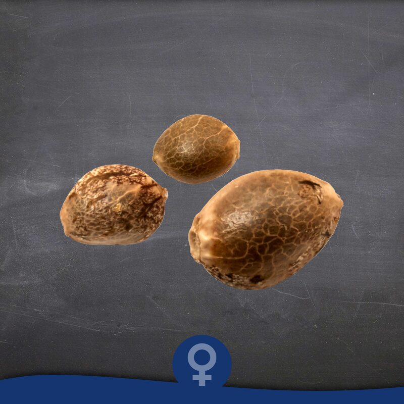 Mix Fem — La Semilla Automática