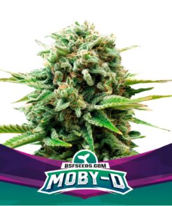Moby-D — BSF Seeds