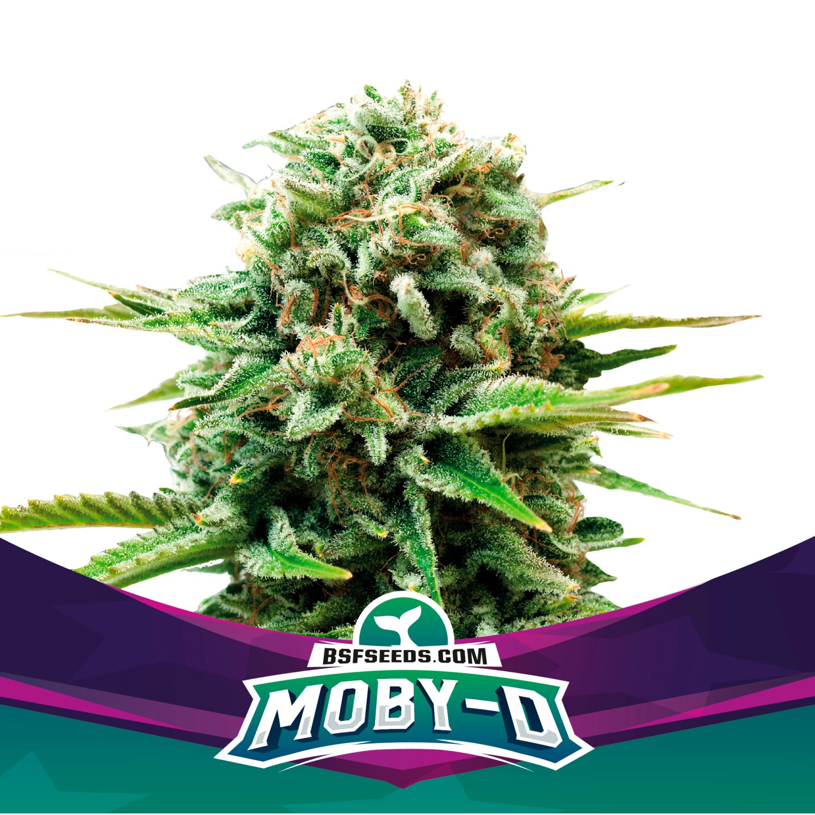 Moby-D — BSF Seeds
