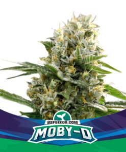 Moby-D XXL Auto — BSF Seeds