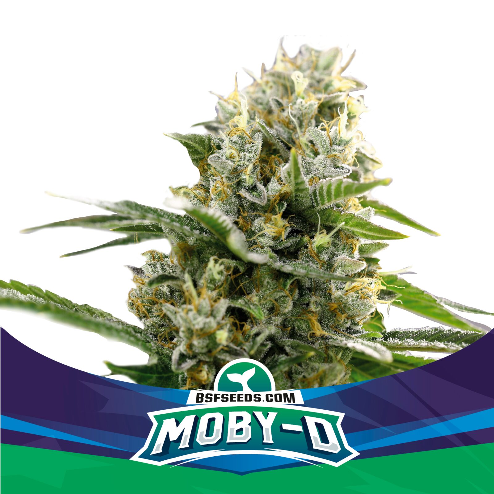 Moby-D XXL Auto — BSF Seeds