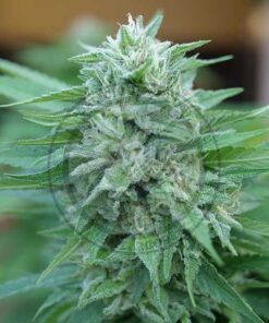 Moby Delicious Fem — Delicious Seeds