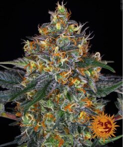 Moby Dick Auto — Barney's Farm