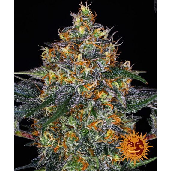 Moby Dick Auto — Barney's Farm