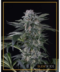Moby Dick Auto — Silent Seeds