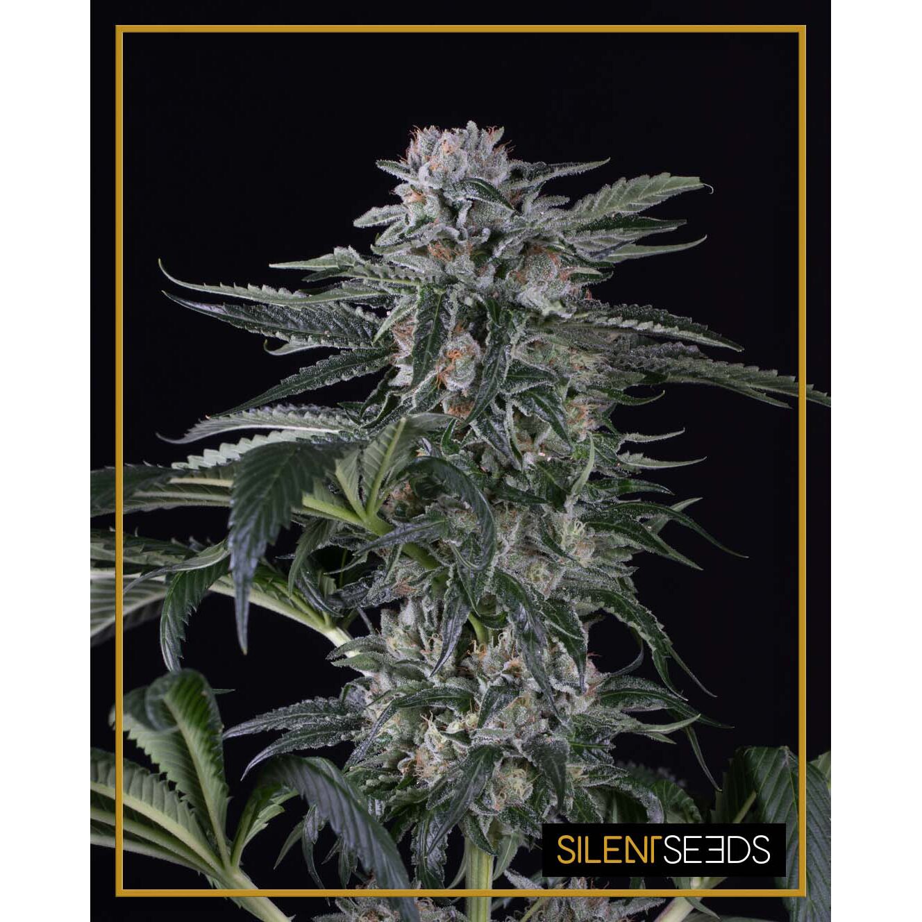 Moby Dick Auto — Silent Seeds