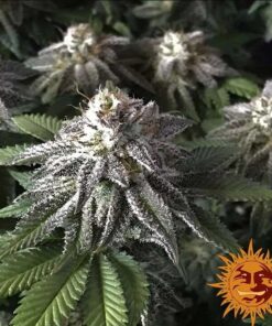 Moby Dick Fem — Barney's Farm