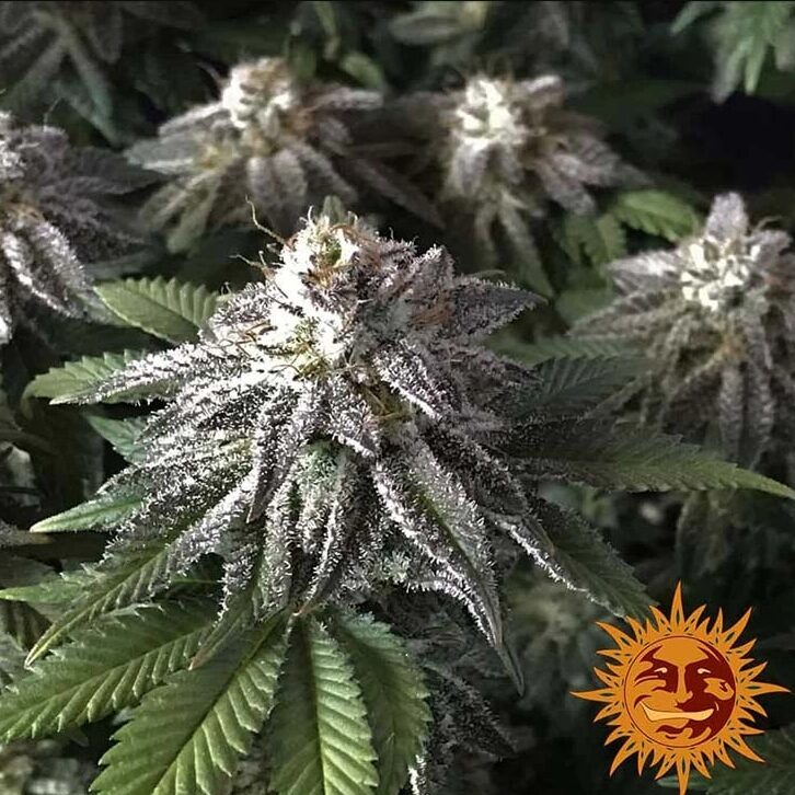 Moby Dick Fem — Barney's Farm Moby Dick Fem — Barney's Farm