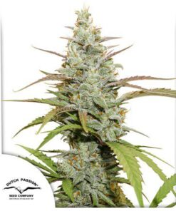 Mokum's Tulip Fem — Dutch Passion