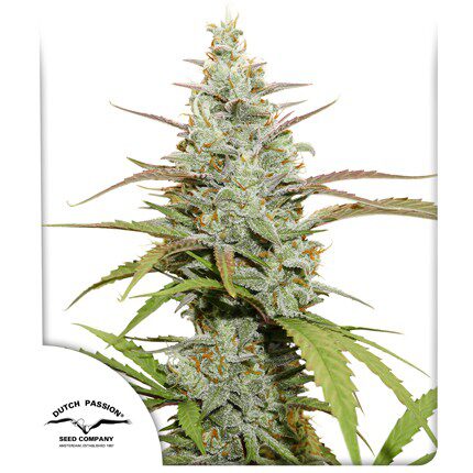 Mokum's Tulip Fem — Dutch Passion