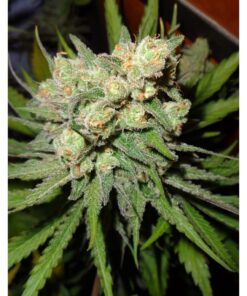 Money Maker Fem — Strain Hunters