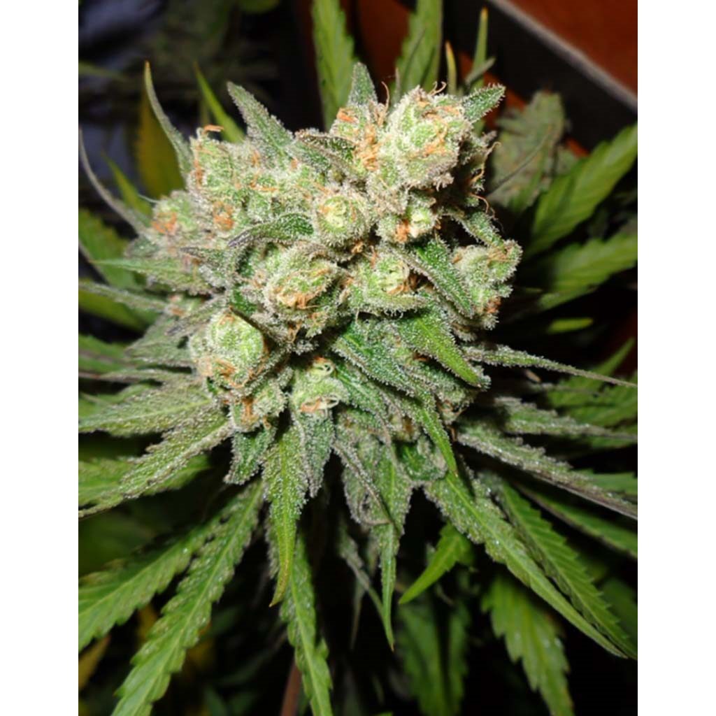 Money Maker Fem — Strain Hunters
