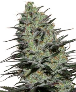 Morpheus — Buddha Seeds