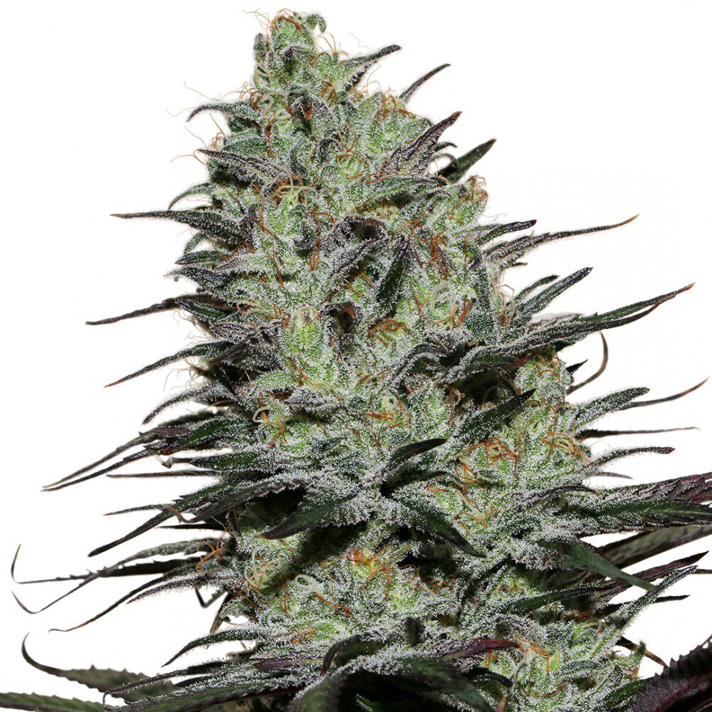 Morpheus — Buddha Seeds