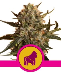 Mother Gorilla Fem — Royal Queen