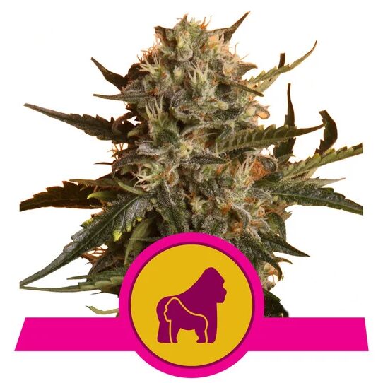 Mother Gorilla Fem — Royal Queen