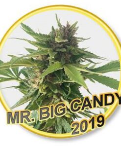 Mr. Big Candy Fem. — Mr Hide