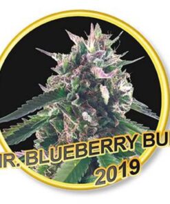 Mr. Blueberry Bud Fem. — Mr Hide