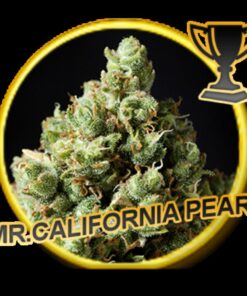 Mr. California Pearl Fem. — Mr Hide