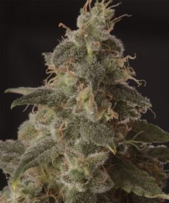 Mr. Full Moon CBD Fem — Mr Hide