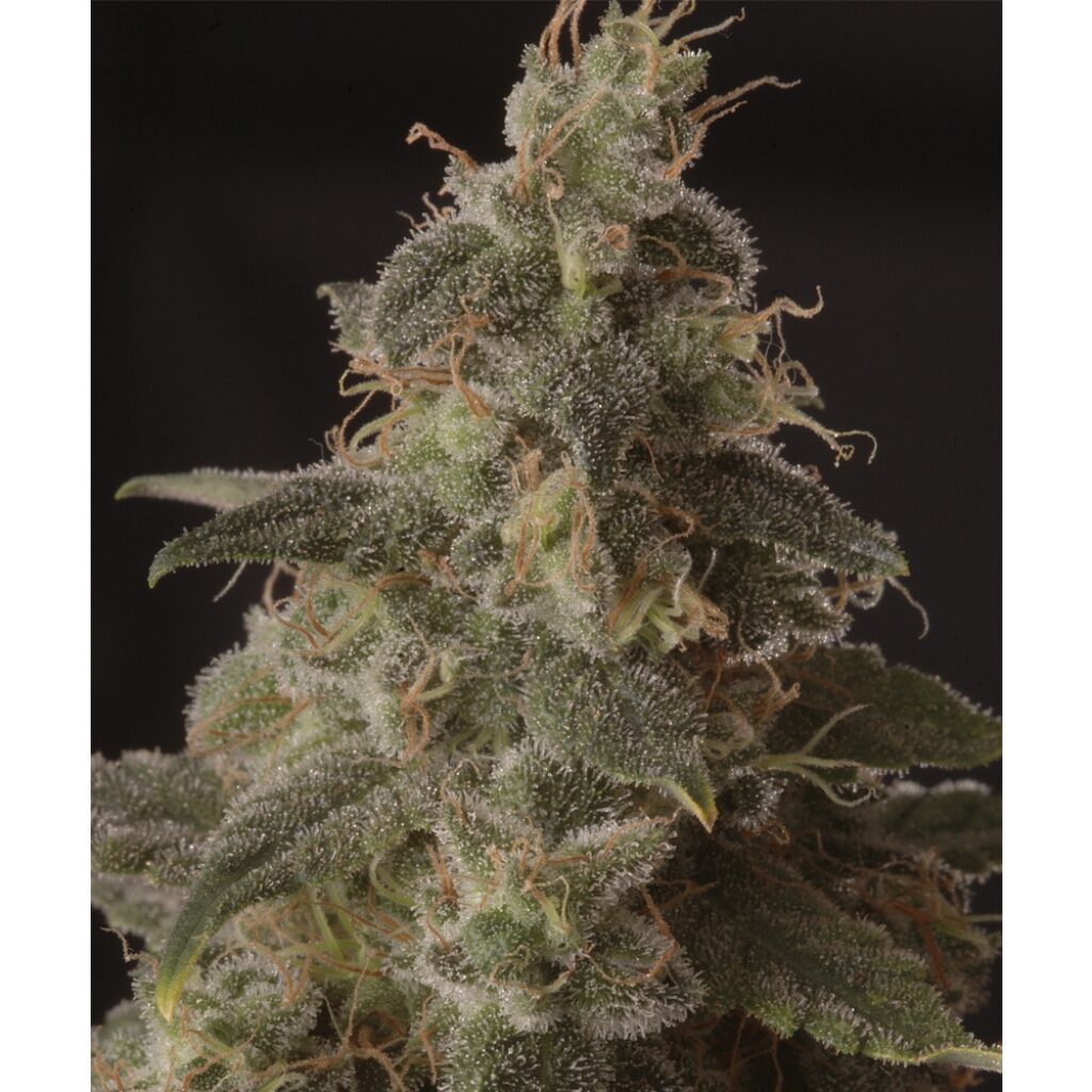 Mr. Full Moon CBD Fem — Mr Hide