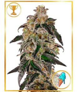 Mr. Gelato Ice Fem — Mr Hide