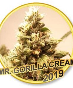 Mr. Gorilla Cream Fem. — Mr Hide