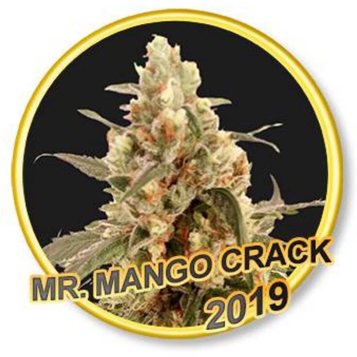 Mr. Mango Crack Fem. — Mr Hide
