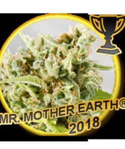 Mr. Mother Earth Fem. — Mr Hide