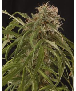 Mr. Piaya Haze CBD Fem — Mr Hide