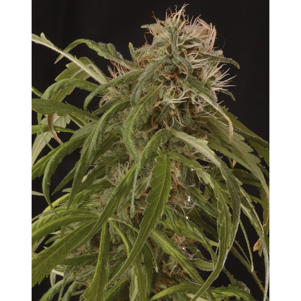Mr. Piaya Haze CBD Fem — Mr Hide